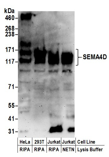 SEMA4D Antibody in Western Blot (WB)