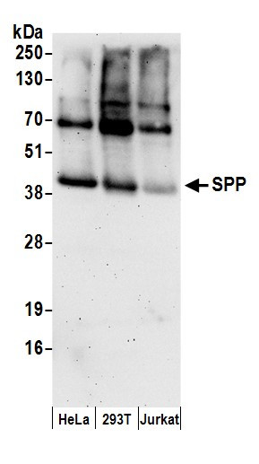 SPP Antibody in Western Blot (WB)