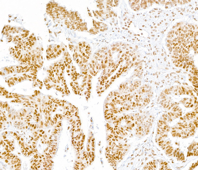 Phospho-RNA Polymerase II (Ser5) Antibody in Immunohistochemistry (Paraffin) (IHC (P))