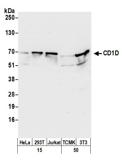 CD1D Antibody in Western Blot (WB)