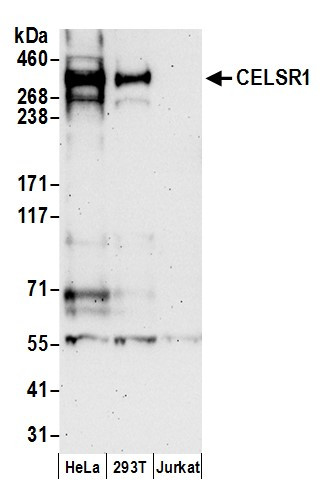 CELSR1 Antibody in Western Blot (WB)