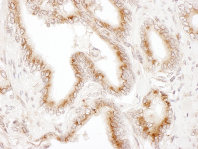 TGOLN2 Antibody in Immunohistochemistry (Paraffin) (IHC (P))