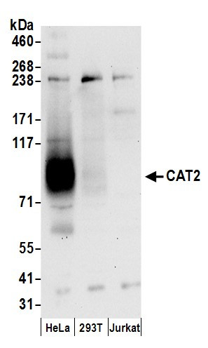 CAT2 Antibody in Western Blot (WB)