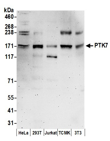 PTK7 Antibody in Western Blot (WB)