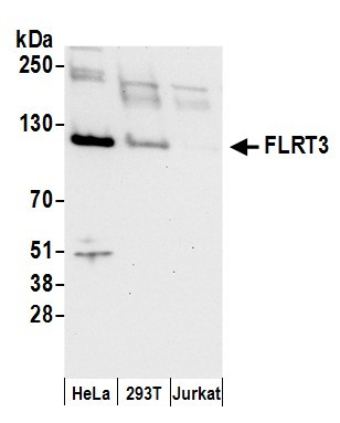 FLRT3 Antibody in Western Blot (WB)