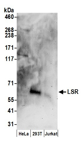 LSR Antibody in Western Blot (WB)