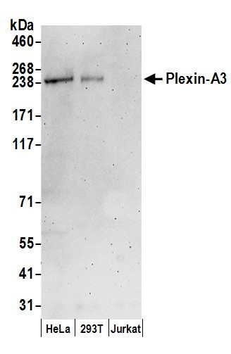 Plexin-A3 Antibody in Western Blot (WB)