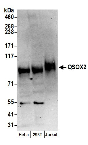 QSOX2 Antibody in Western Blot (WB)