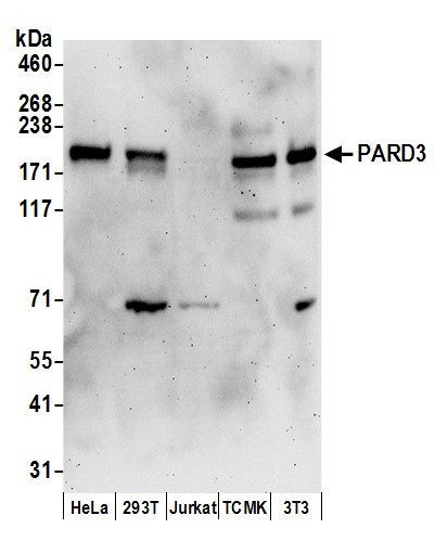 PARD3 Antibody in Western Blot (WB)