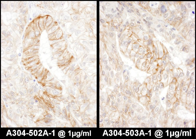 AE2 Antibody in Immunohistochemistry (Paraffin) (IHC (P))