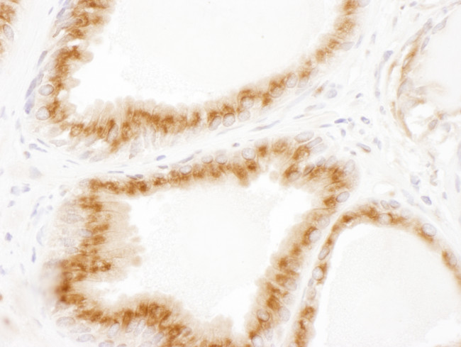 p115 Antibody in Immunohistochemistry (Paraffin) (IHC (P))