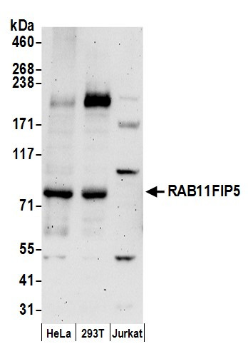 RAB11FIP5 Antibody in Western Blot (WB)