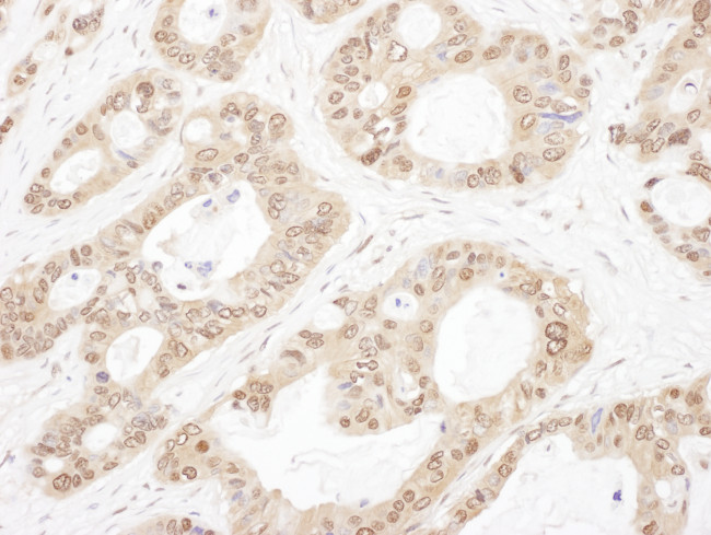 OGFR Antibody in Immunohistochemistry (Paraffin) (IHC (P))