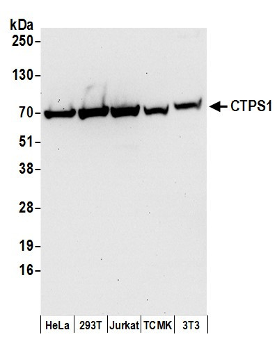 CTPS1 Antibody in Western Blot (WB)