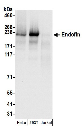 Endofin Antibody in Western Blot (WB)