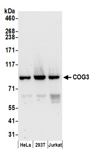 COG3 Antibody in Western Blot (WB)