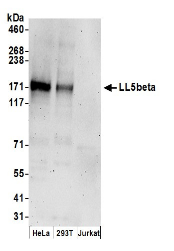 LL5beta Antibody in Western Blot (WB)