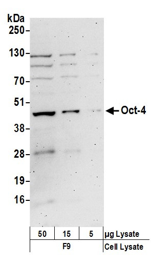 Oct-4 Antibody in Western Blot (WB)