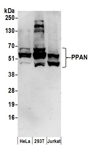 PPAN Antibody in Western Blot (WB)