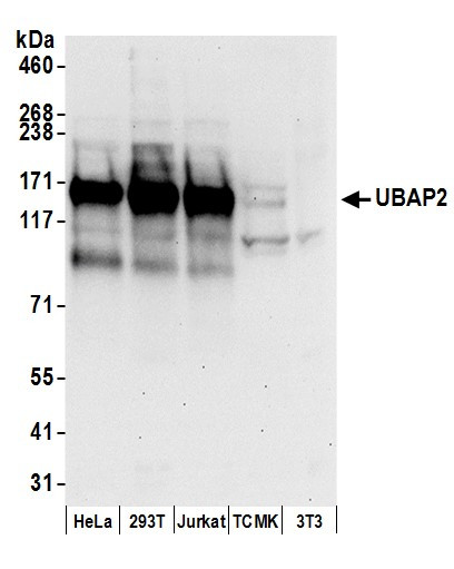 UBAP2 Antibody in Western Blot (WB)