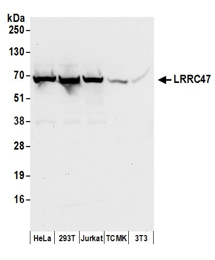 LRRC47 Antibody in Western Blot (WB)