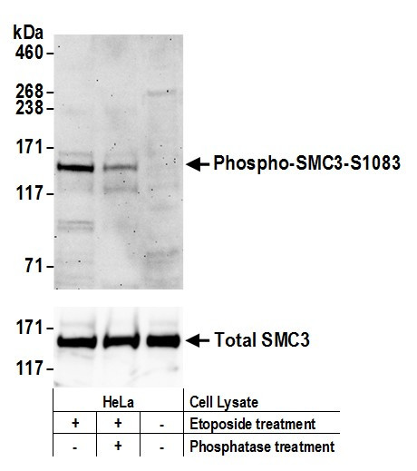 Phospho-SMC3 (Ser1083) Antibody in Western Blot (WB)