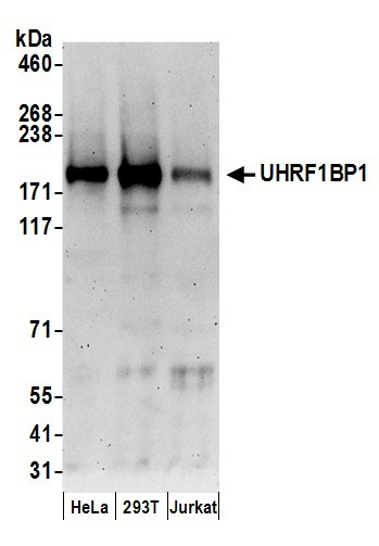 UHRF1BP1 Antibody in Western Blot (WB)