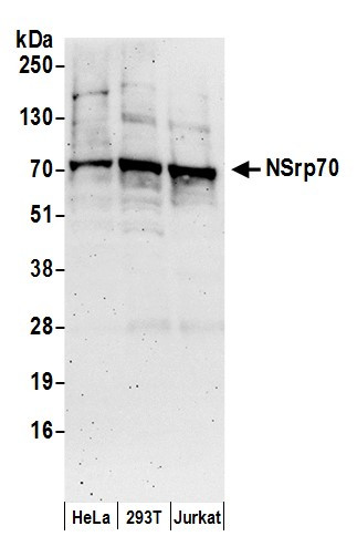 NSrp70 Antibody in Western Blot (WB)