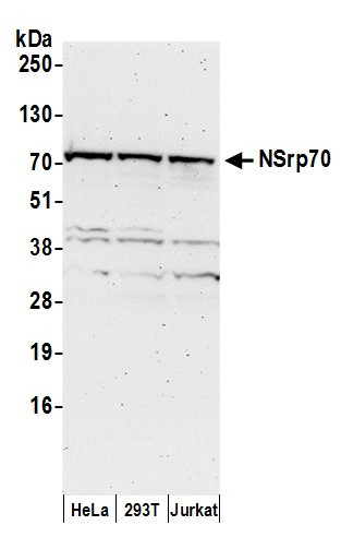 NSrp70 Antibody in Western Blot (WB)