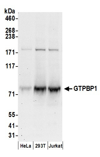 GTPBP1 Antibody in Western Blot (WB)