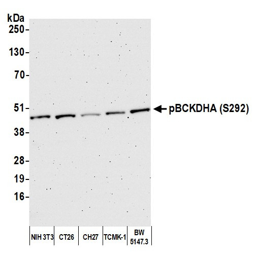 Phospho-BCKDE1A (Ser292) Antibody in Western Blot (WB)