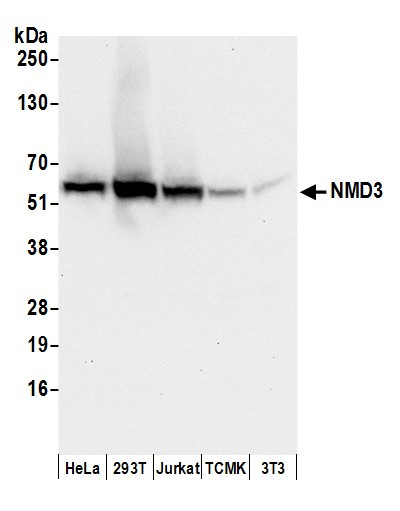 NMD3 Antibody in Western Blot (WB)