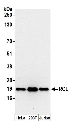 RCL Antibody in Western Blot (WB)