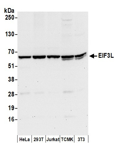 EIF3L Antibody in Western Blot (WB)