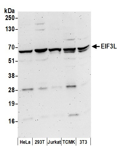 EIF3L Antibody in Western Blot (WB)