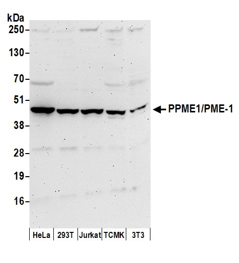 PPME1/PME-1 Antibody in Western Blot (WB)