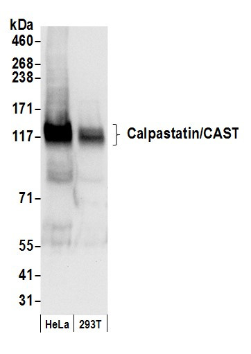 Calpastatin/CAST Antibody in Western Blot (WB)