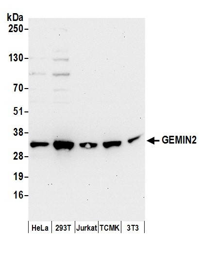 GEMIN2 Antibody in Western Blot (WB)