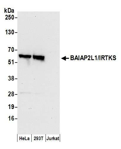 BAIAP2L1/IRTKS Antibody in Western Blot (WB)