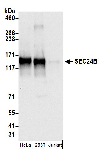 SEC24B Antibody in Western Blot (WB)