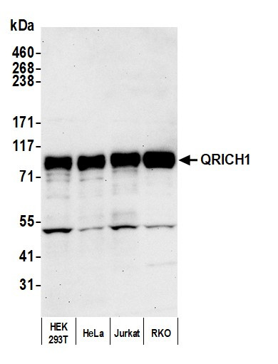 QRICH1 Antibody in Western Blot (WB)