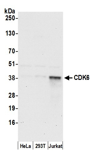 CDK6 Antibody in Western Blot (WB)