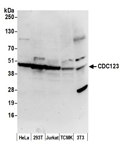 CDC123/C10orf7 Antibody in Western Blot (WB)