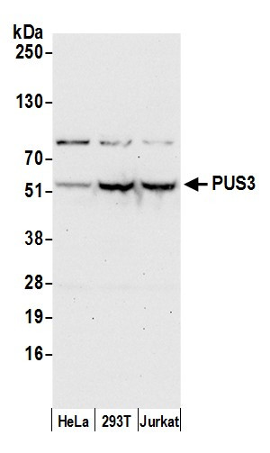 PUS3 Antibody in Western Blot (WB)