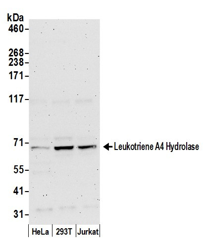 Leukotriene A4 Hydrolase/LTA4H Antibody in Western Blot (WB)