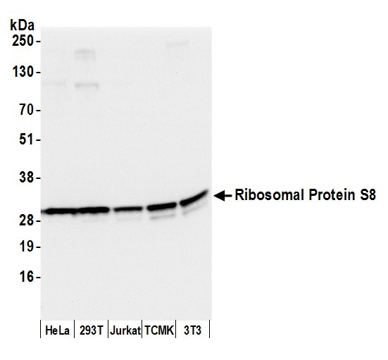 Ribosomal Protein S8/RPS8 Antibody in Western Blot (WB)