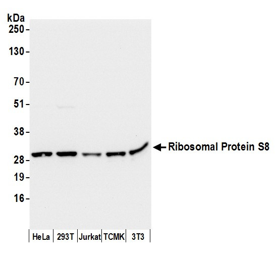 Ribosomal Protein S8/RPS8 Antibody in Western Blot (WB)