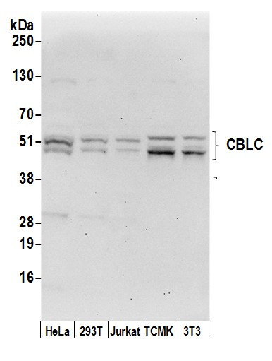 CBLC/CBL-3 Antibody in Western Blot (WB)