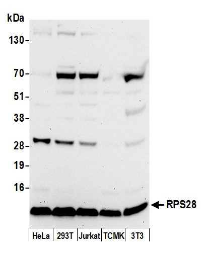 RPS28/Ribosomal Protein S28 Antibody in Western Blot (WB)