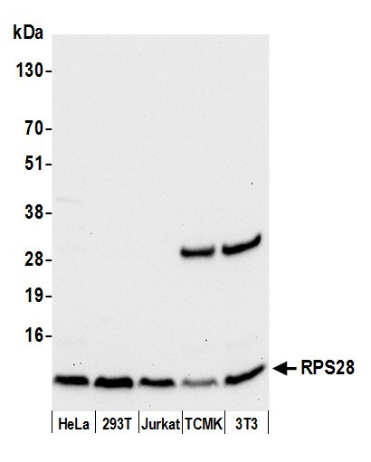 RPS28/Ribosomal Protein S28 Antibody in Western Blot (WB)